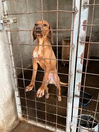 Coker-bracco da tartufo