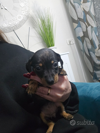 Bassotto arlecchino kaniken