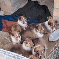 Pastore scozzese rough collie