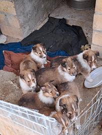 Pastore scozzese rough collie