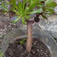 Aeonium Atropurpureum Schwarzkopf