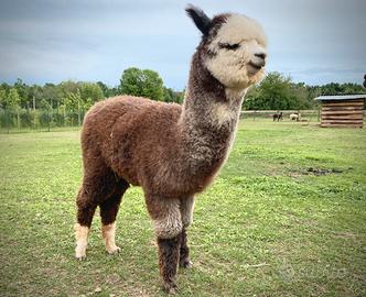 Vendita Alpaca