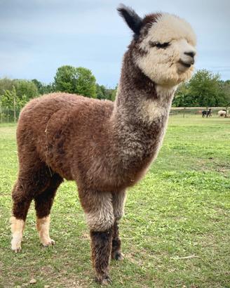 Vendita Alpaca