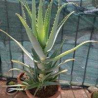 Pianta di aloe