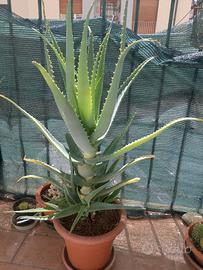 Pianta di aloe