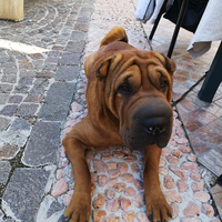 Shar-pei campione per monta