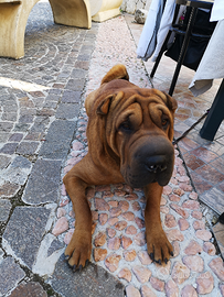 Shar-pei campione per monta