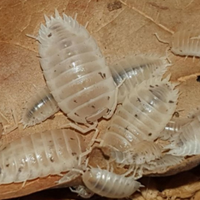 Porcellius leavis white panda