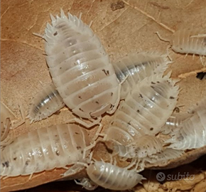 Porcellius leavis white panda