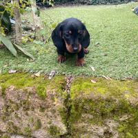 Bassotto Nano Nero Focato maschio