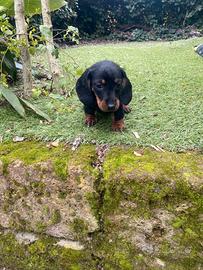 Bassotto Nano Nero Focato maschio