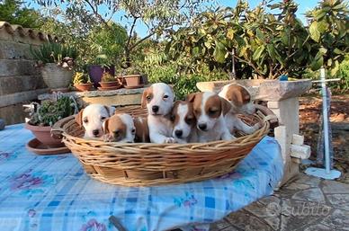 Cuccioli di Jack Russell