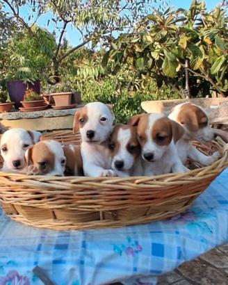 Cuccioli di Jack Russell