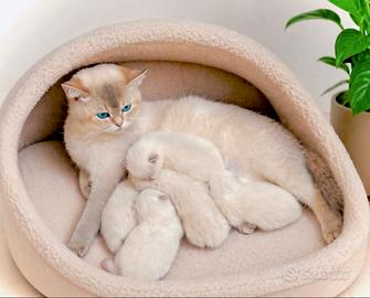 Cuccioli di British Shorthair