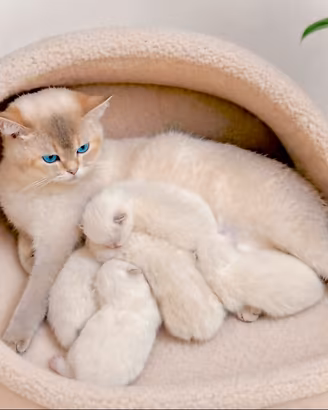 Cuccioli di British Shorthair