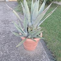 pianta agave