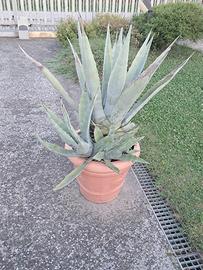 pianta agave