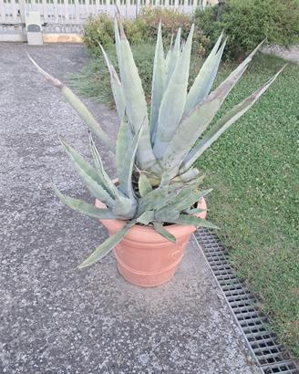 pianta agave