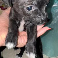 Cuccioli originali di Chihuahua