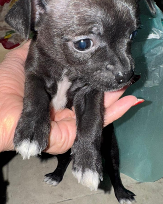 Cuccioli originali di Chihuahua