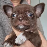 Chihuahua maschietto chocolate con pedigree