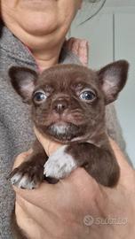 Chihuahua maschietto chocolate con pedigree