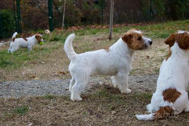 Jack Russell maschio con pedigree per monta