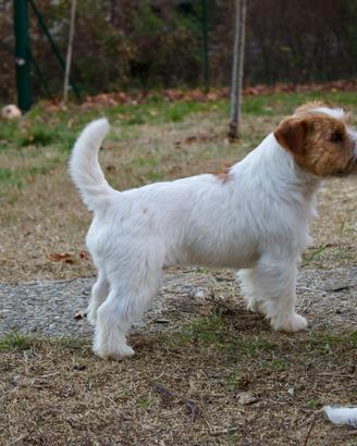 Jack Russell maschio con pedigree per monta
