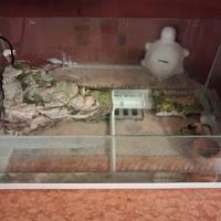 Teca per tartaruga d'acqua