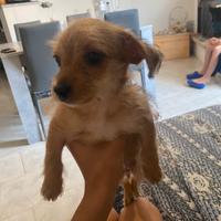 Cane pincher e maltese