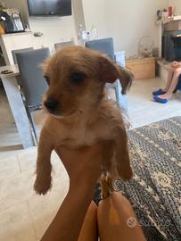 Cane pincher e maltese