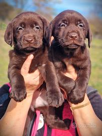 Cuccioli di Labrador - Figli di Campione di bellez