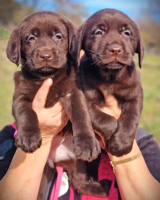 Cuccioli di Labrador - Figli di Campione di bellez