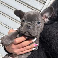 Bulldog francese blu