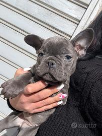 Bulldog francese blu