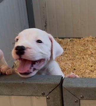 Cuccioli dogo argentino