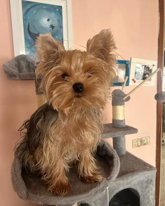 cuccioli di Yorkshire Toy 