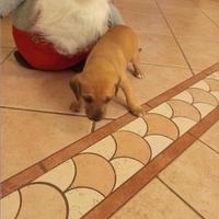 Cuccioli taglia piccola