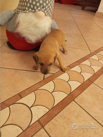 Cuccioli taglia piccola