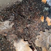 Collemboli tropicali, pulitori e da pasto