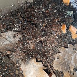 Collemboli tropicali, pulitori e da pasto