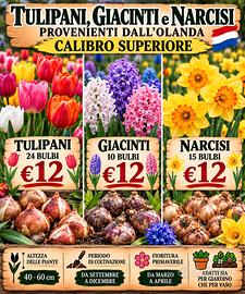 BULBI DI TULIPANI, GIACINTI E NARCISI DALL'OLANDA