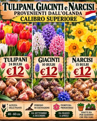 BULBI DI TULIPANI, GIACINTI E NARCISI DALL'OLANDA