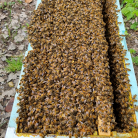 Nuclei Sciami Api 2026