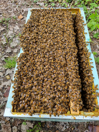 Nuclei Sciami Api 2026