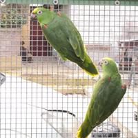 Coppie Ara,Cenerini,Amazzoni,Ecletti,Cacatua