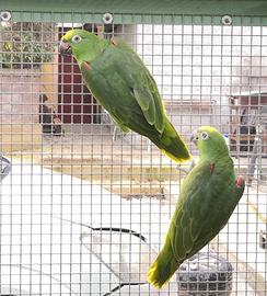 Coppie Ara,Cenerini,Amazzoni,Ecletti,Cacatua