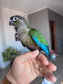 Conuro guance verdi (Pyrrhura Molinae)