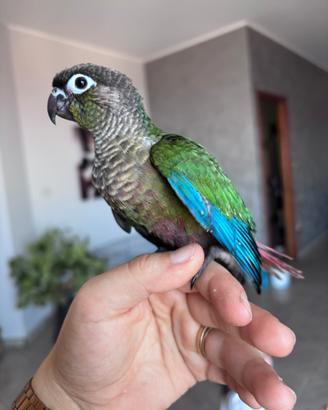 Conuro guance verdi (Pyrrhura Molinae)