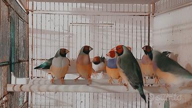 Diamanti di gould